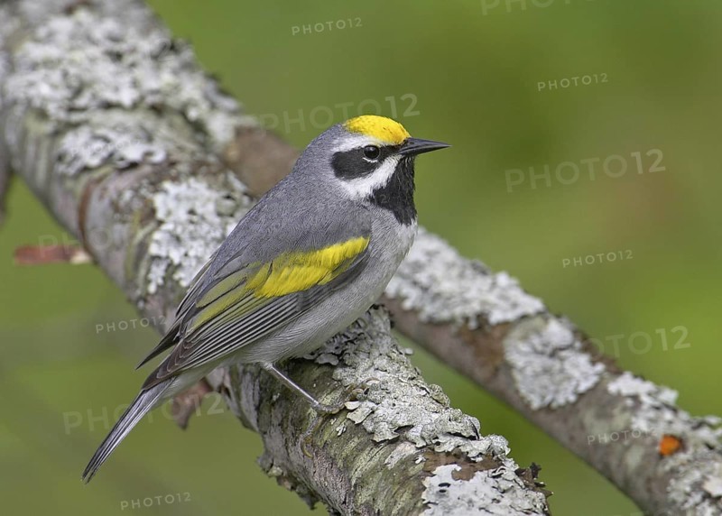 Golden-winged Warbler (Vermivora chrysoptera), Michigan, USA