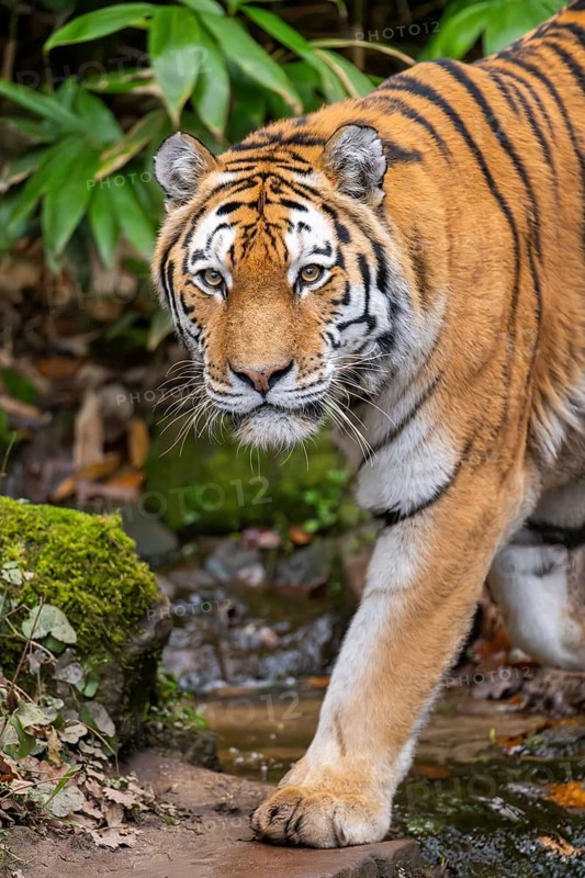 Siberian tiger or Amur tiger (Panthera tigris altaica) walking on the ground in autumn, captive, Germany