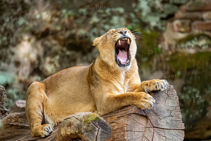 Asiatic lion (Panthera leo persica) female lying on a tree trunk, yawing, portrait, captive, Germany