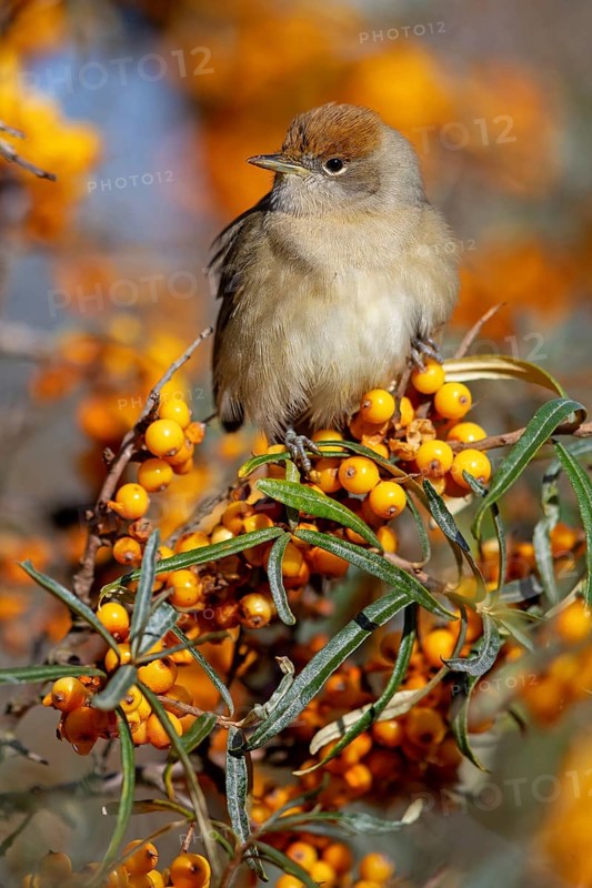 Blackcap (Sylvia atricapilla), Fauvette à tête noire, Curruca Capirotada, Branch, branch, Ormoz area, Ormoz, Podravska, Slovenia