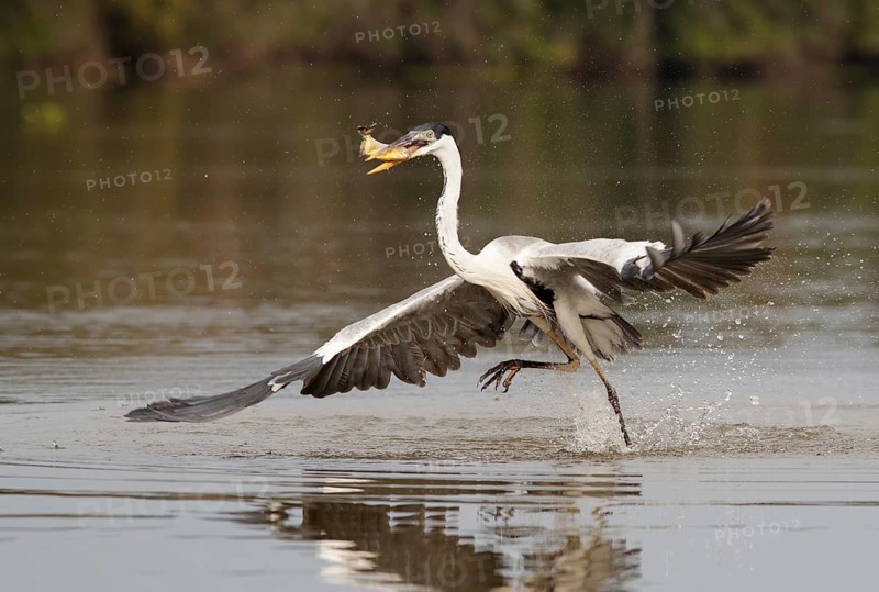 Cocoi Heron (Ardea cocoi) with fish prey in beak, Pantanal, Brasilien