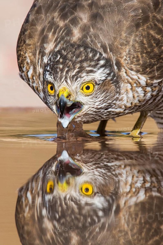 Eurasian Sparrowhawk (Accipiter nisus) drinking at a waterhole, Eilat, Israel