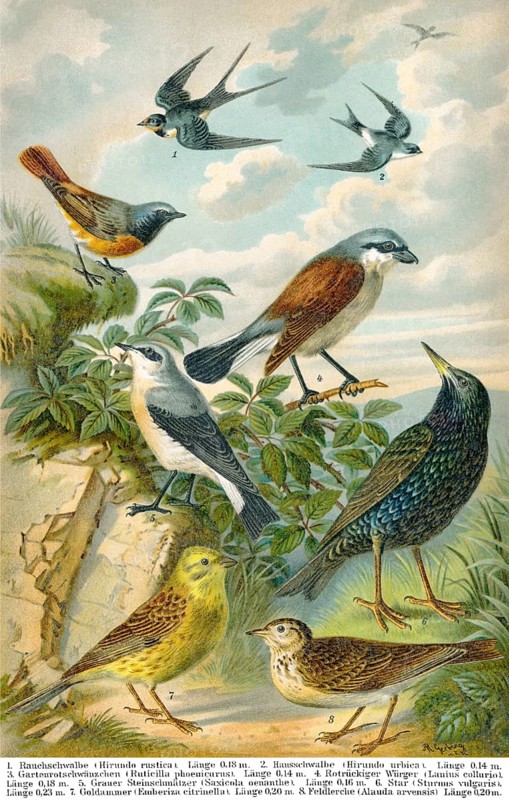 Historical illustration, 19th Century, middle-europe songbirds, mitteuropäische Singvögel, historische Zeichnung, 19. Jahrhundert