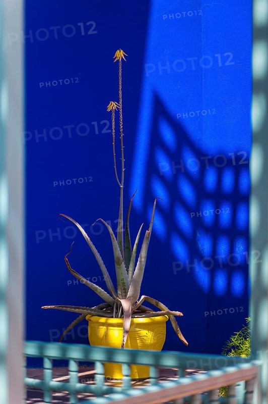 Majorelle Garden, botany, flora, cactus, plant, botany, tropical, climate, architecture, indigo, blue, yellow, complementary, contrast, colour contrast, complementary contrast, play of light, shadow, light, park, decoration, attraction, travel, holiday, Marrakech, Morocco