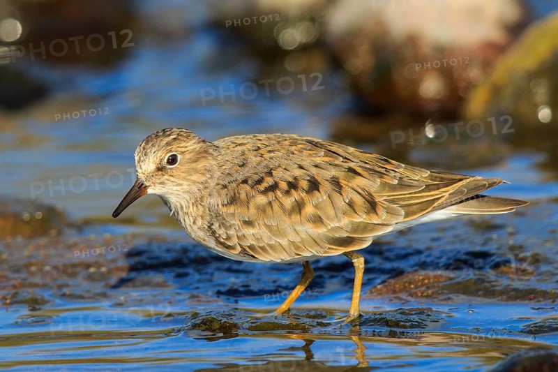 Temminck's Stint (Calidris temminckii), Greece