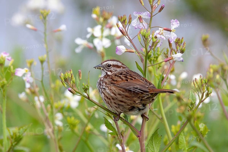 Song Sparrow Melospiza melodia Arcata, California, United States 26 April Adult Emberizidae