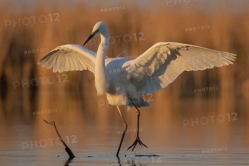 Great Egret (Ardea alba) landing at sunrise, Subotica, Serbia
