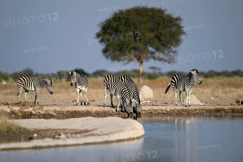 Plains zebra (Equus quagga) at the Nxai Pan waterhole, Nxai Pan National Park, near Gweta, Central District, Botswana