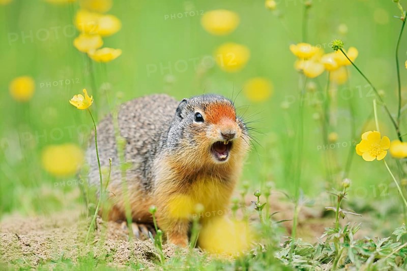 Columbia ground squirrel (Urocitellus columbianus, Spermophilus columbianus) sits calling at a burrow in a flower meadow, Yoho National Park, British Columbia, Canada