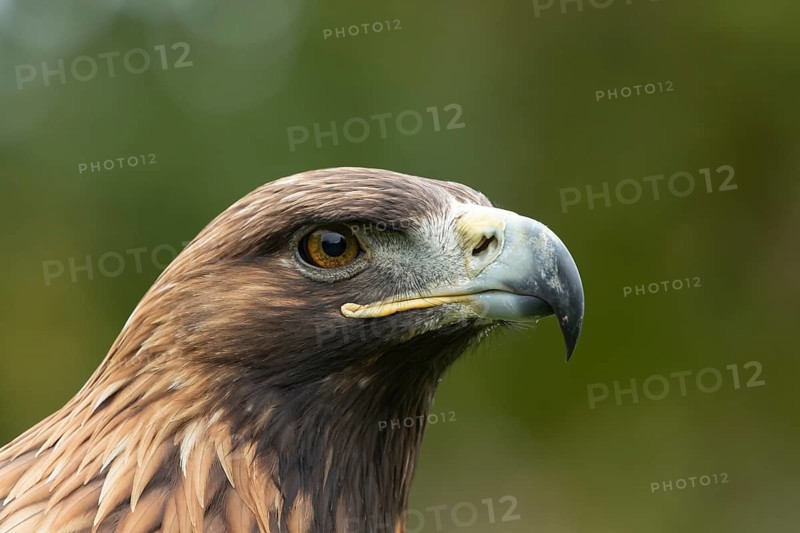 Golden eagle (Aquila chrysaetos) adult bird of prey raptor head portrait, Scotland, United Kingdom