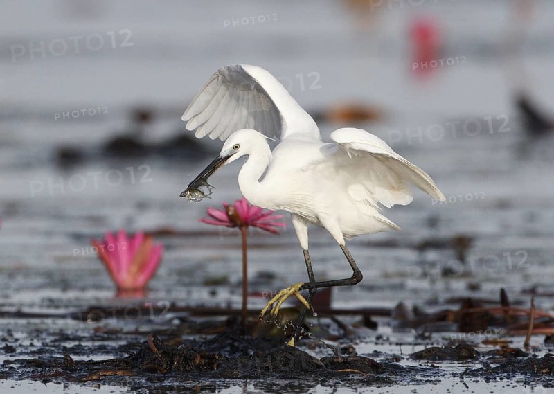 Little Egret (Egretta garzetta) foraging, Bueng Boraphet, Thailand