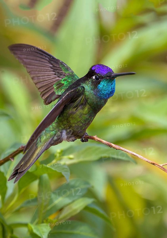 Magnificent Hummingbird (Eugenes fulgens) - San Gerrardo de Dota, Costa Rica