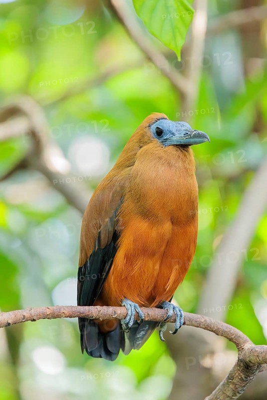 A capuchin bird (Perissocephalus tricolor) sits on a branch in a green tropical forest. It is found in northeastern South America, north of the Amazon and east of the Rio Negro in Colombia, Venezuela, Brazil, and the Guianas