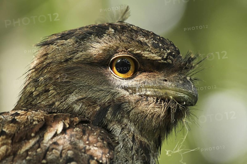 Tawny Frogmouth (Podargus strigoides), Queensland, Australia
