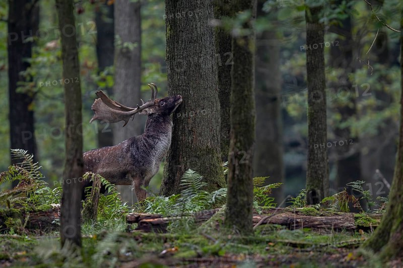 A fallow deer (Dama dama) marks the trunk of an oak tree with the secretion of the pre-eye gland, autumn, rut, fallow deer rut, October, Germany