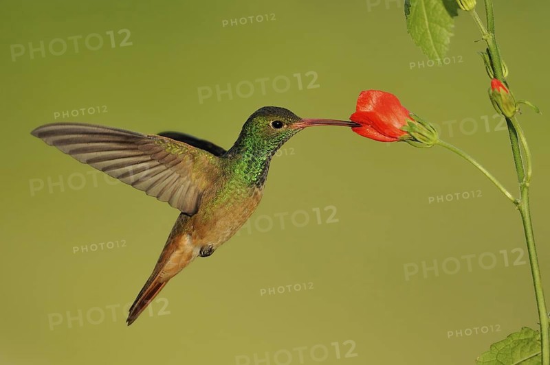 Buff-bellied Hummingbird (Amazilia yucatanensis), Texas, USA