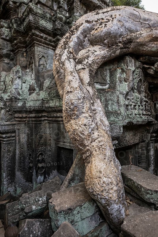 Ta Prohm, Angkor Wat, Angkor, UNESCO World Heritage Site, Siem Reap, Cambodia, Indochina, Southeast Asia