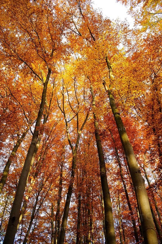 Trees with intense orange leaves in autumn sunlight, Bavarian Forest National Park