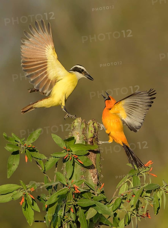 Great Kiskadee & Altamira Oriole (Pitangus sulphuratus & Icterus gularis) wrangling, Texas, USA