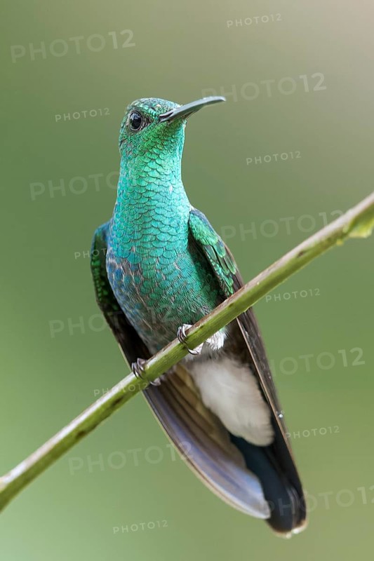 White-vented Plumeleteer (Chalybura buffonii) perched on a branch in Panama