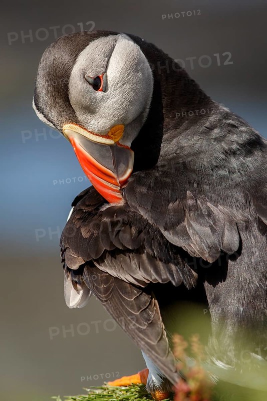 Atlantic Puffin (Fratercula artica), preening the plumage, Scotland, United Kingdom