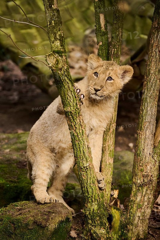 Asiatic lion (Panthera leo persica) climbing a small tree, captive