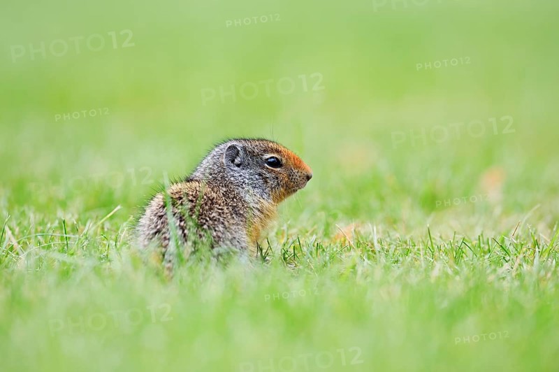 Columbia ground squirrel (Urocitellus columbianus, Spermophilus columbianus), juvenile, Waterton Lakes National Park, Alberta, Canada