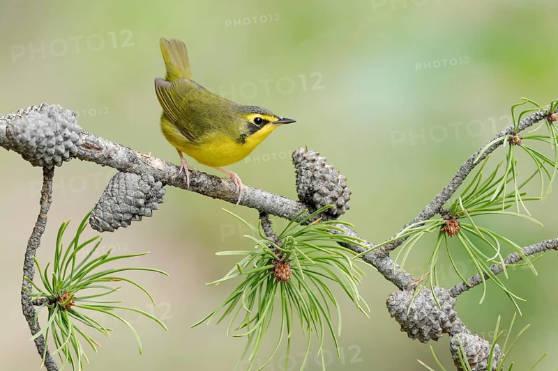 Kentucky Warbler (Geothlypis formosa) female perched on a branch, Texas, USA