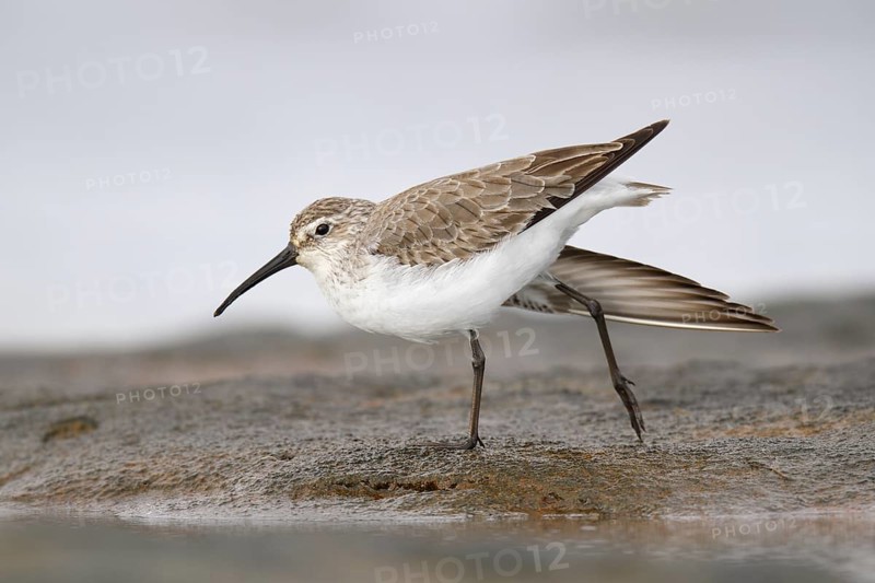 Curlew Sandpiper (Calidris ferruginea), Western Australia, Australia