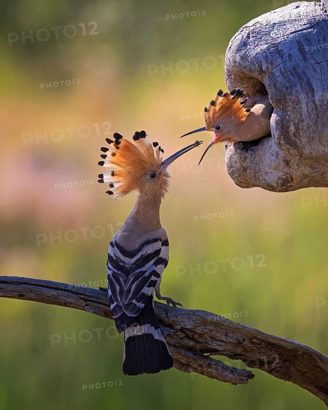 Eurasian Hoopoe (Upupa epops) feeding chick in breeding cavity, Saxony-Anhalt, Germany
