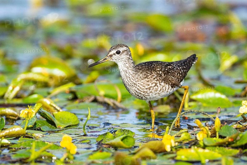 Spotted Redshank (Tringa erythropus) Hungary