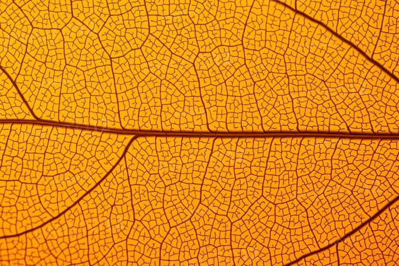 This image captures the intricate texture of a leaf skeleton, showcasing a delicate network of veins and lines. The vibrant orange hue highlights the detailed pattern
