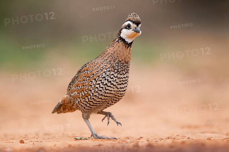 Northern Bobwhite (Colinus virginianus) male, Texas, USA
