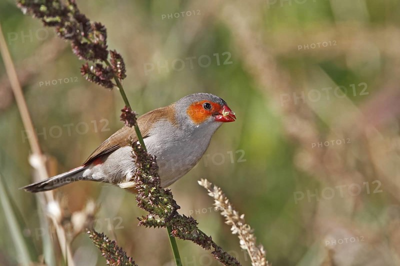 Orange-cheeked waxbill, Estrilida meipoda