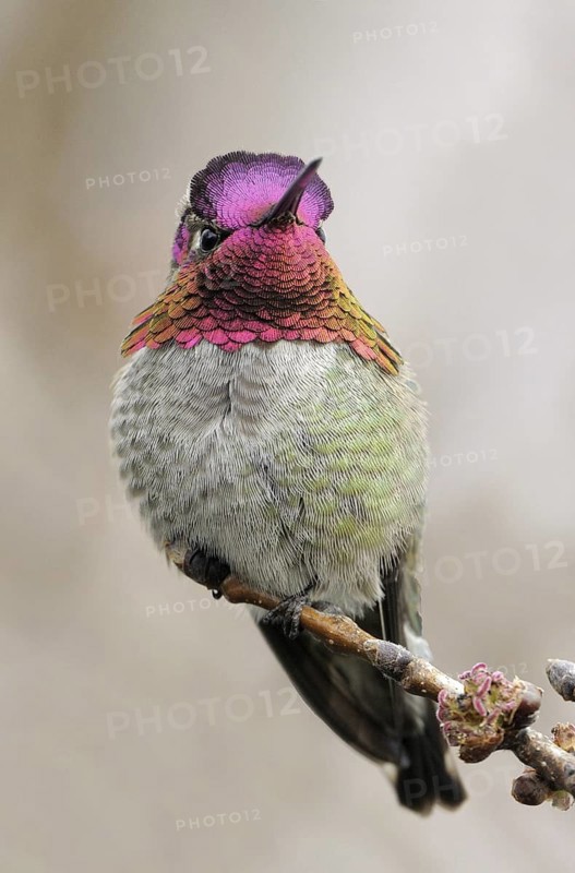 Anna's Hummingbird (Calypte anna), British Columbia, Canada