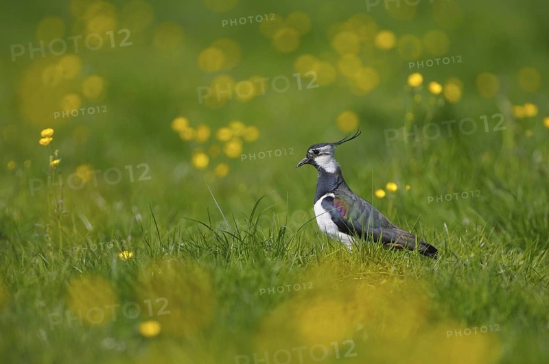 Kiebitz (Vanellus vanellus), Lapwing, Altvogel in einer Blumenwiese (Hahnenfuss), April, Gelderland, Niederlande