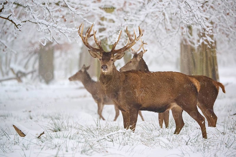 Three deer standing attentively in the snow-covered forest, surrounded by bare trees, winter, red deer (Cervus elaphus), Hesse, Germany