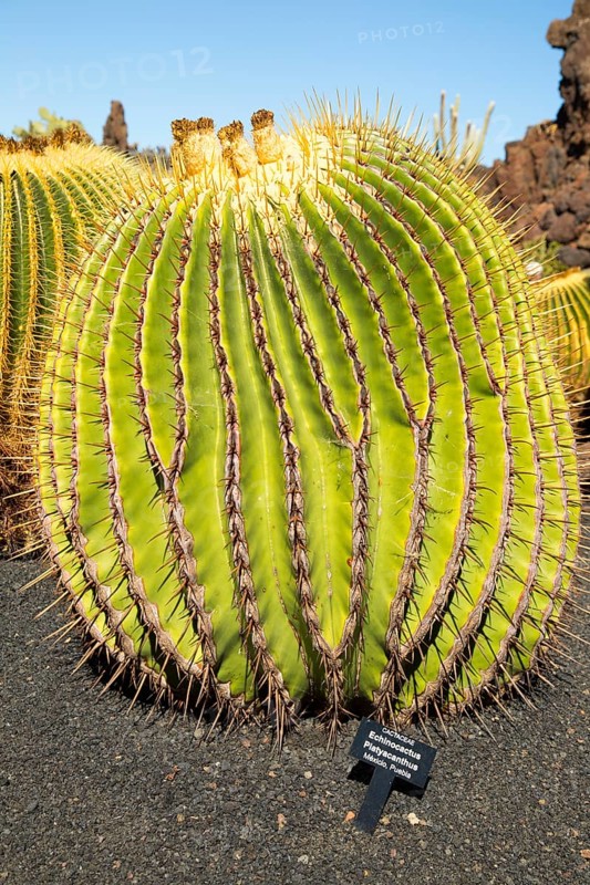 Cactus plants inside Jardin de Cactus designed by César Manrique, Guatiza, Lanzarote, Canary Islands, Spain, Cactaceae, Echinocactus Platyacanthus, from Puebla, Mexico