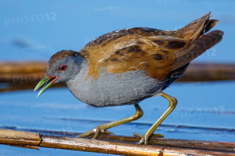 Little Crake (Porzana parva) foraging, Greece