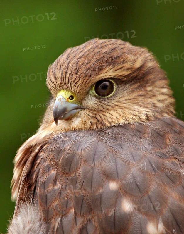 Merlin (Falco columbarius) juvenile, Saskatchewan, Canada