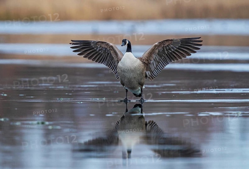 Canada Goose (Branta canadensis) flapping on ice, Baden-Wuerttemberg, Germany
