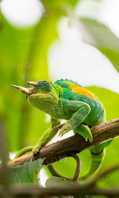 Three-horned chameleon (Trioceros jacksonii), male, between leaves on a branch, Bwindi Impenetrable Forest National Park, Uganda