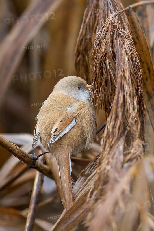 Bearded Reedling (Panurus biarmicus) female perched on reeds, Baden-Wuerttemberg, Germany
