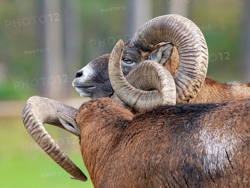 Two grouches have wedged their horns, North Rhine-Westphalia, Germany