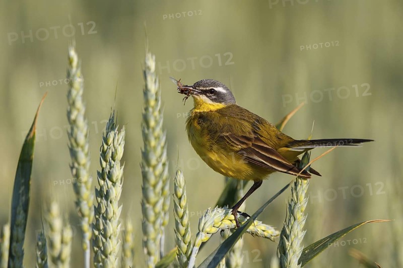 Western Yellow Wagtail (Motacilla flava) with insect in its beak, North Rhine-Westphalia, Germany