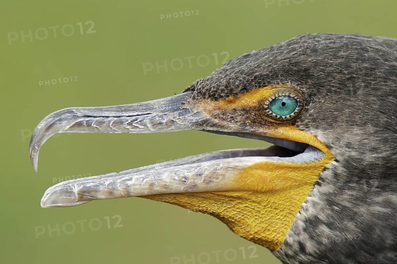Double-crested Cormorant (Phalacrocorax auritus), Florida, USA