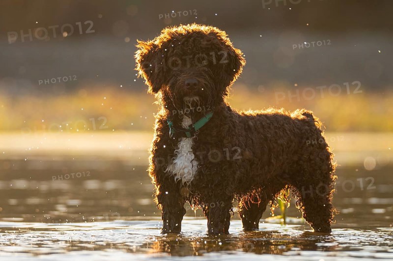 A fluffy dog stands in a sunny river, surrounded by the soft glow of the golden hour. Water droplets catch the light, adding a magical touch to this serene scene