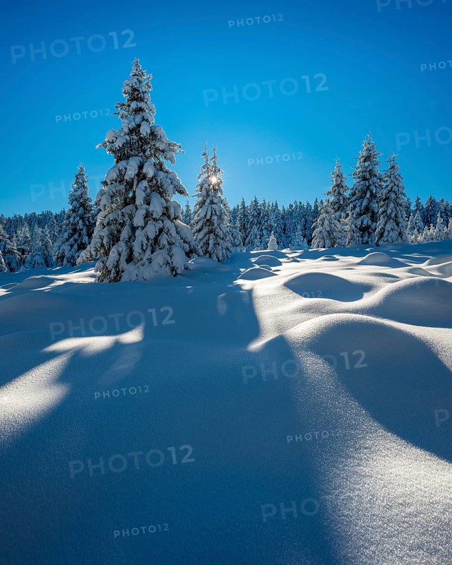 Untouched winter landscape with deep snow-covered forest in the Harz National Park, the sun shining from the blue sky, near Schierke, Saxony-Anhalt, Germany