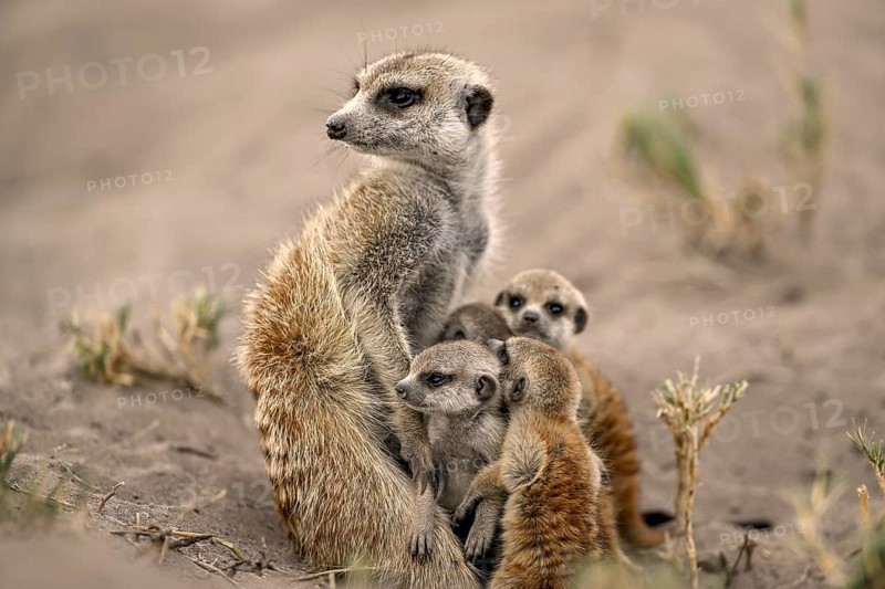 Meerkats or suricates (Suricata suricatta), mother with young, Makgadikgadi Salt Pans, Makgadikgadi Pans National Park, Central District, Botswana