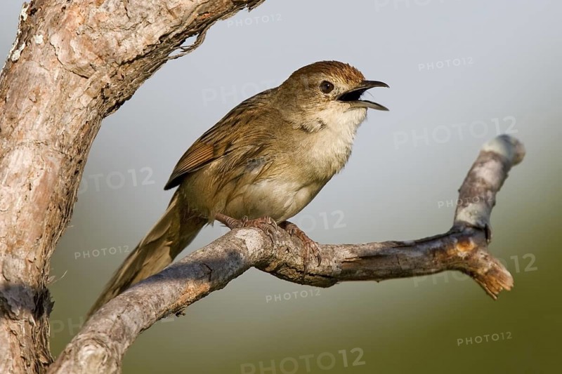 Tawny Grassbird (Megalurus timoriensis) singing, Queensland, Australia